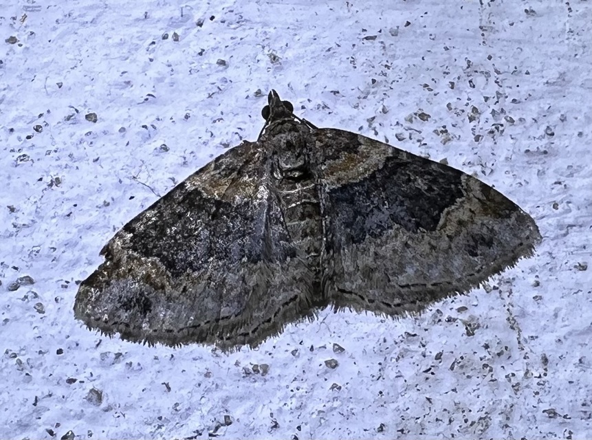 Xanthorhoe ferrugata - kerti tarkaaraszoló
