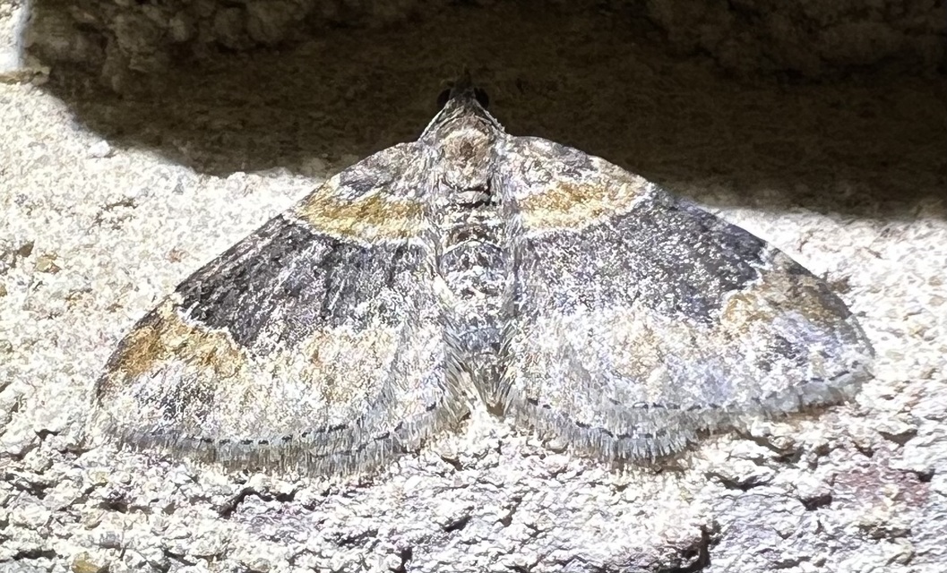 Xanthorhoe ferrugata - kerti tarkaaraszoló