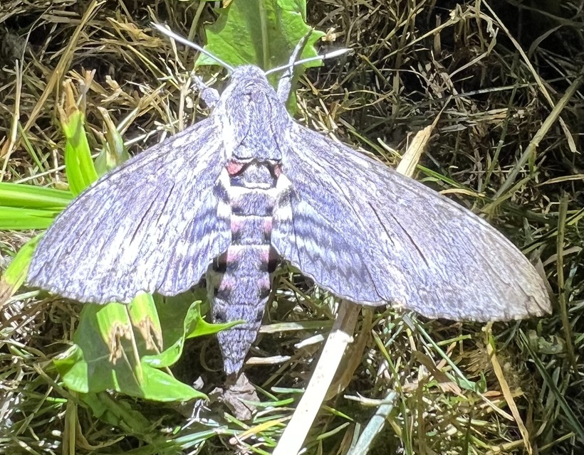 Agrius convolvuli - szulákszender