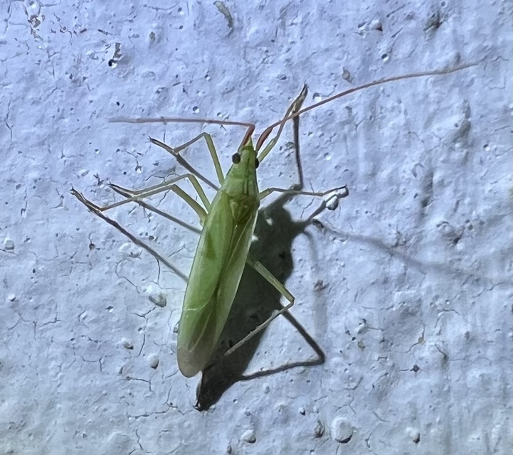 Trigonotylus