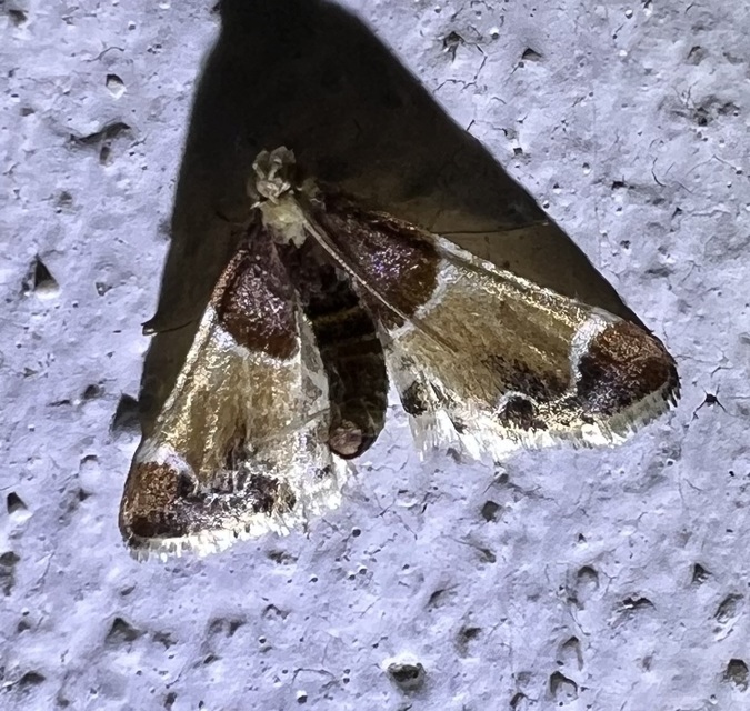Pyralis farinalis - lisztilonca