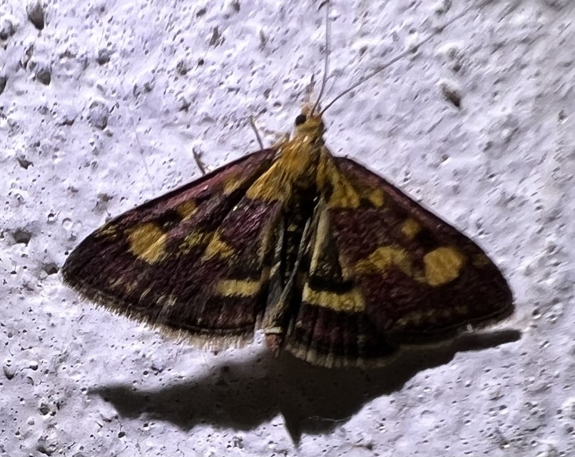 Pyrausta purpuralis - közönséges bíbormoly