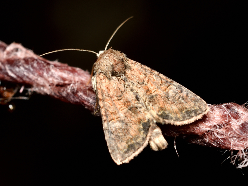 Mesoligia furuncula - kétszínű dudvabagoly