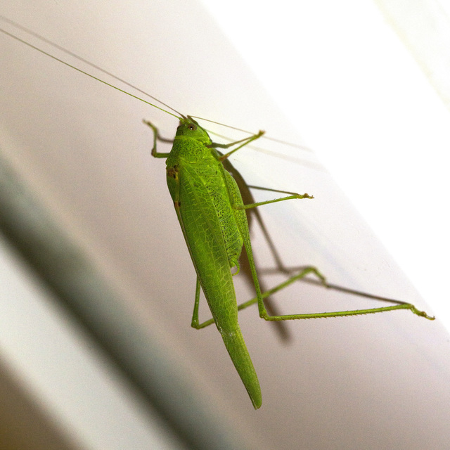 Phaneroptera nana - pontozott repülőszöcske