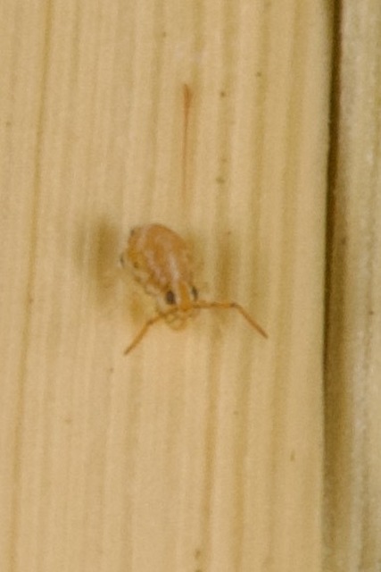Collembola - Ugróvillások