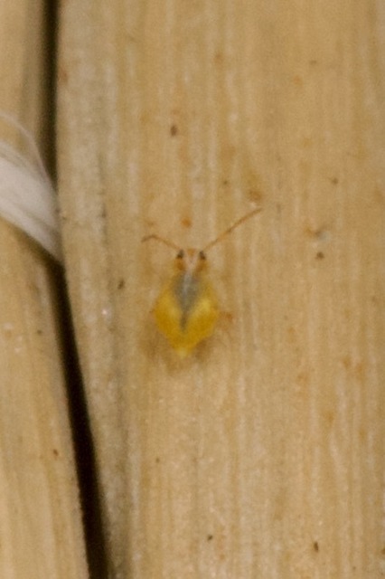 Collembola - Ugróvillások