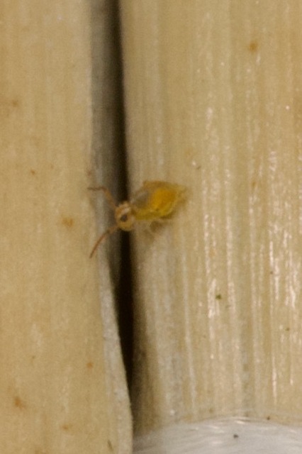 Collembola - Ugróvillások Collembola - Ugróvillások