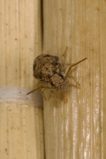 Collembola - Ugróvillások Collembola - Ugróvillások