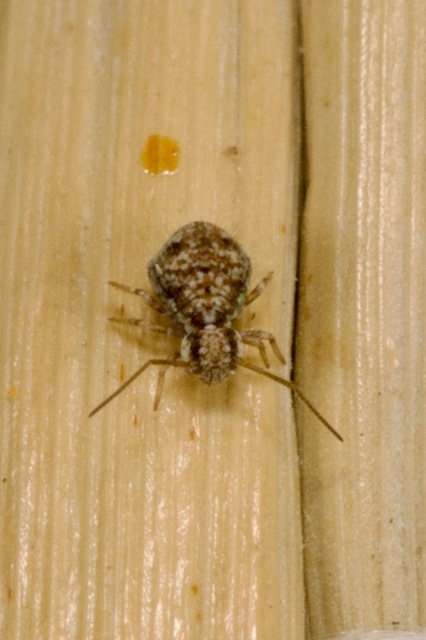 Collembola - Ugróvillások Collembola - Ugróvillások