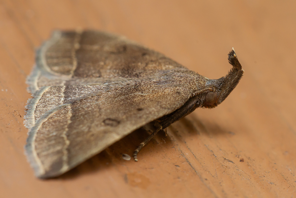 Pechipogo plumigeralis - tollascsápú karcsúbagoly