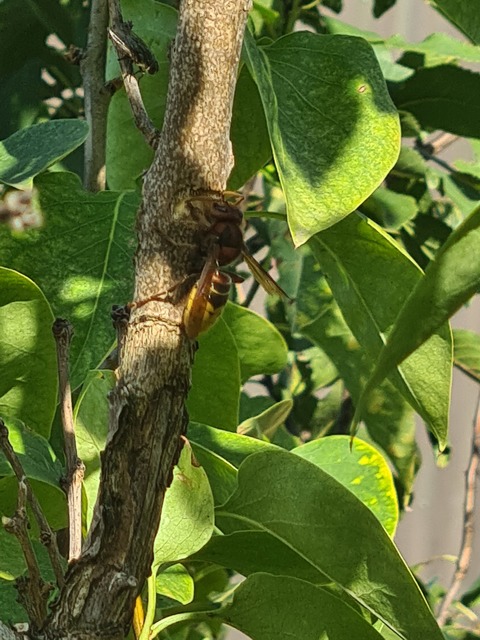 Vespa crabro - lódarázs
