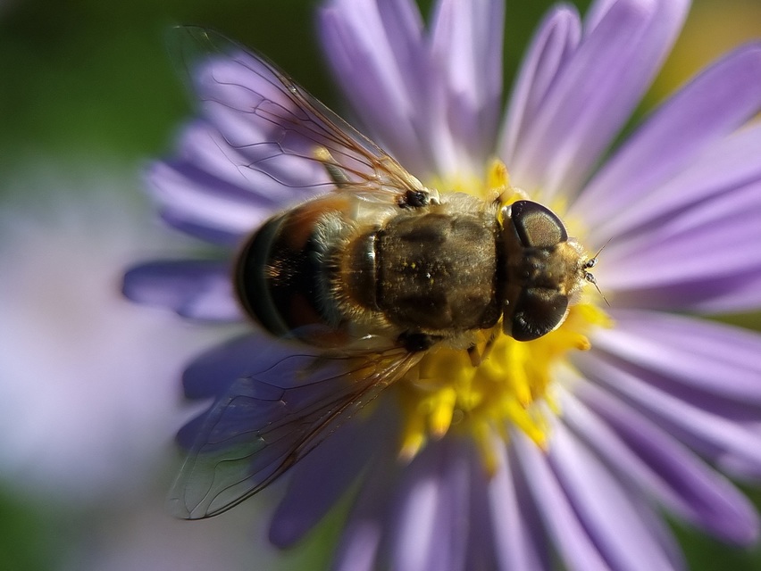 Eristalis