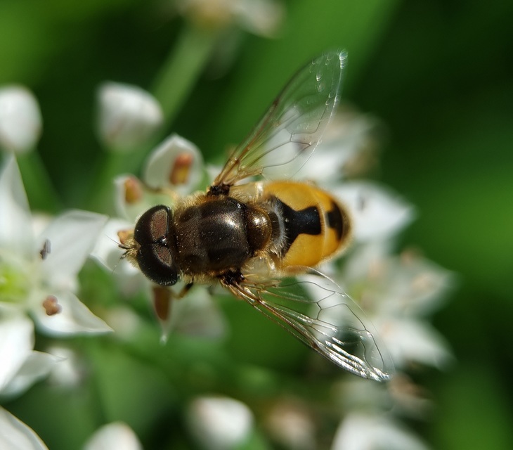 Eristalis arbustorum - fehérarcú herelégy