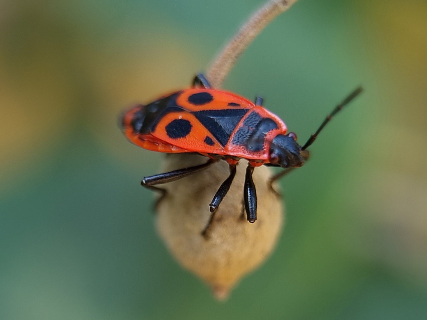 Pyrrhocoris apterus - verőköltő poloska