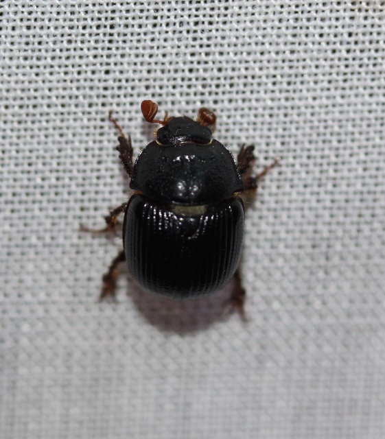 Odonteus armiger - mozgószarvú álganéjtúró