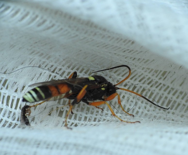 Hymenoptera - Hártyásszárnyúak