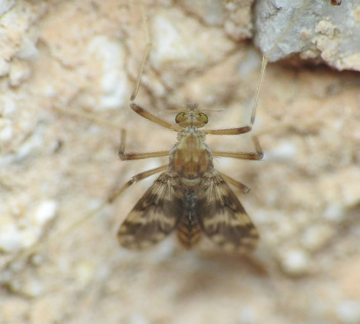 Diptera - Kétszárnyúak