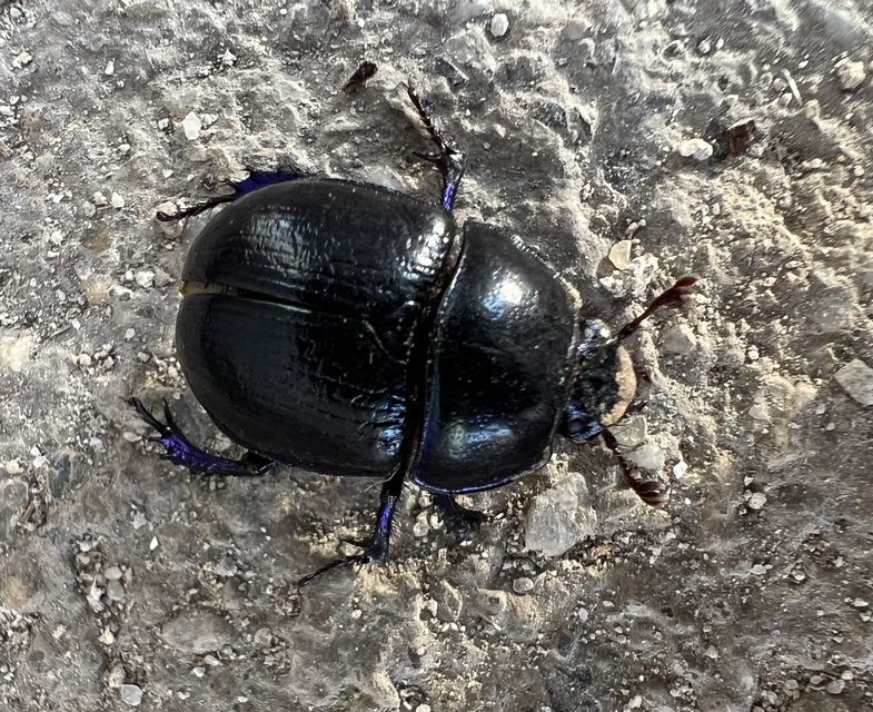 Anoplotrupes stercorosus - erdei álganéjtúró