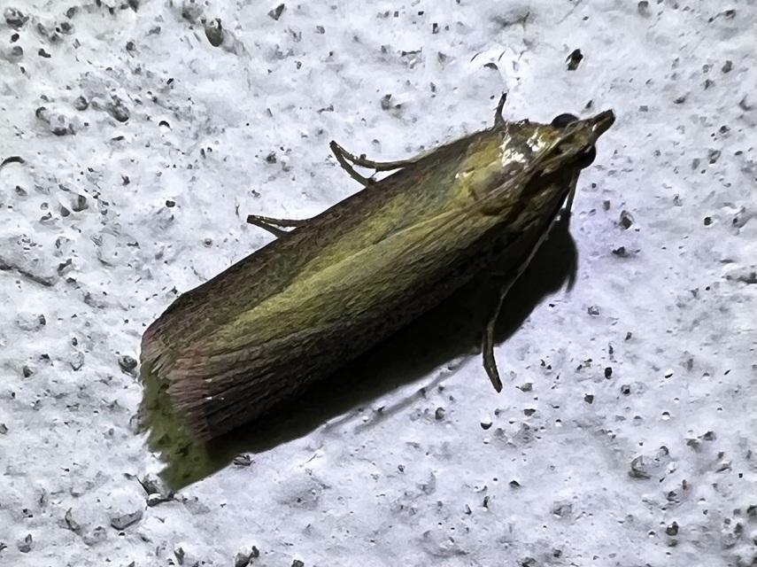 Oncocera semirubella - lucernamoly