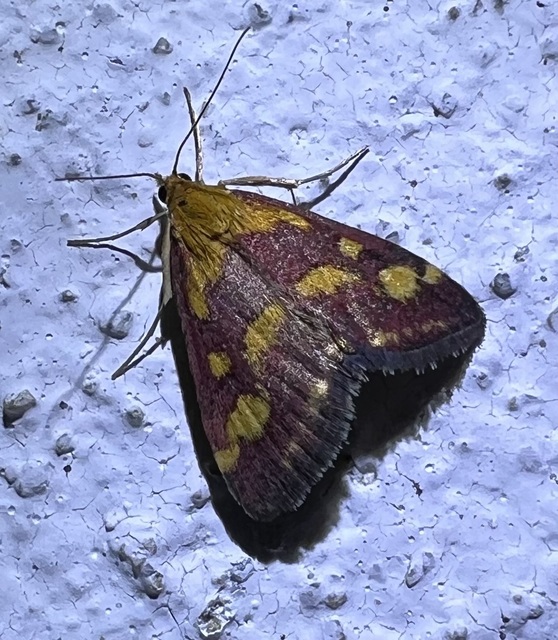 Pyrausta purpuralis - közönséges bíbormoly