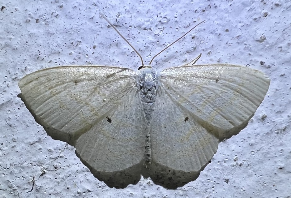 Scopula immutata - réti fehéraraszoló