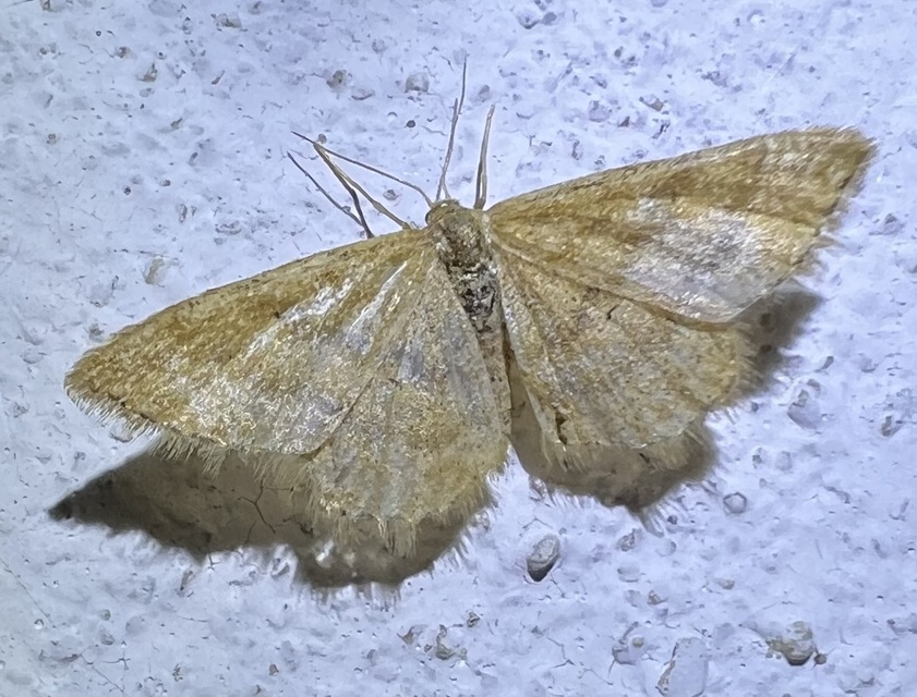Idaea serpentata - kis sávosaraszoló