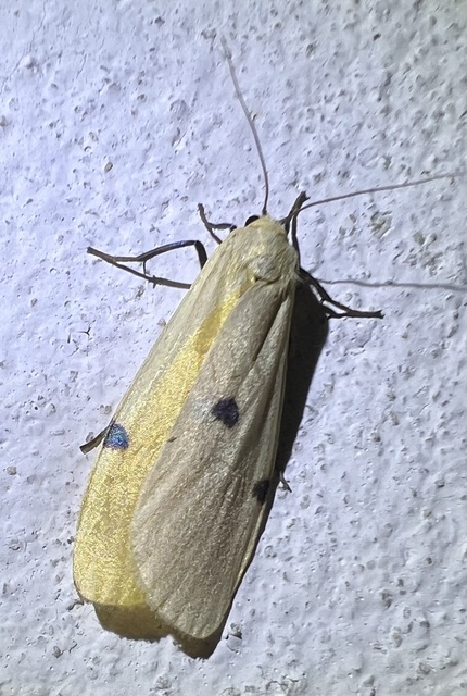 Lithosia quadra - négypettyes zuzmószövő