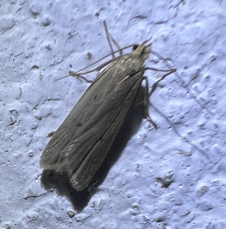 Acompsia tripunctella - oroszlánszáj-sarlósmoly