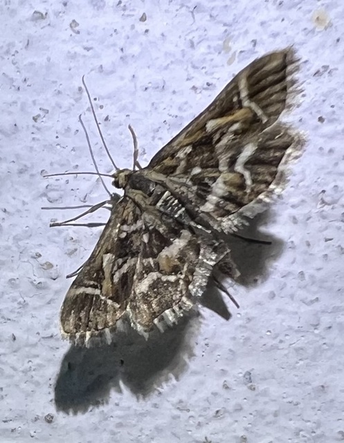 Diasemia reticularis - betűmintás tűzmoly
