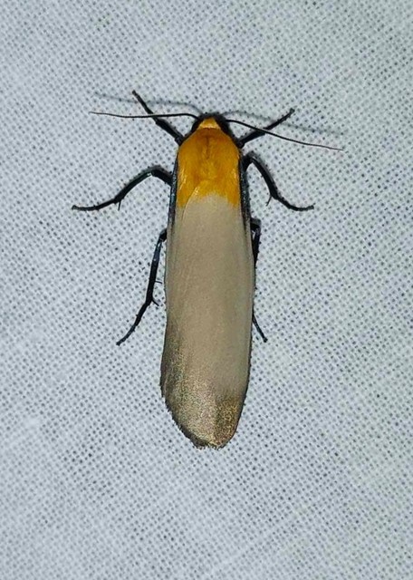 Lithosia quadra - négypettyes zuzmószövő