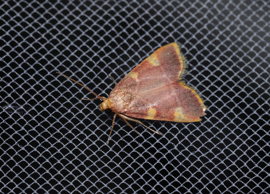 Hypsopygia costalis - szénailonca