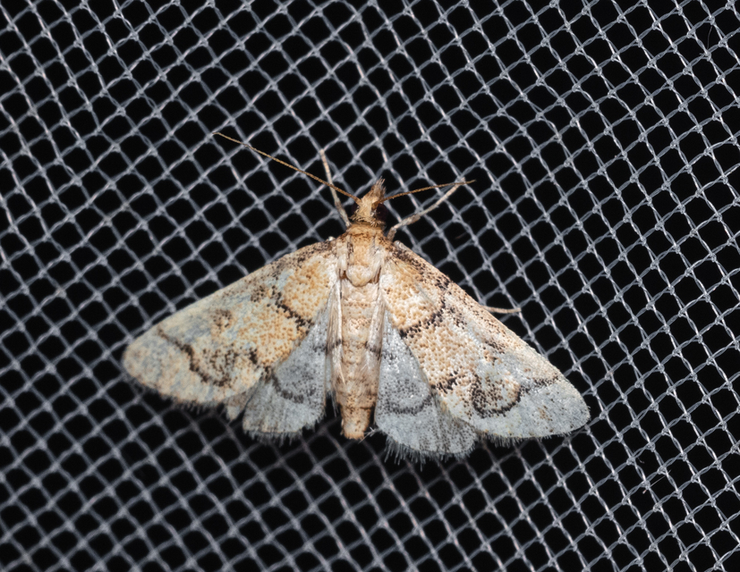 Metasia ophialis - kígyósávos tűzmoly