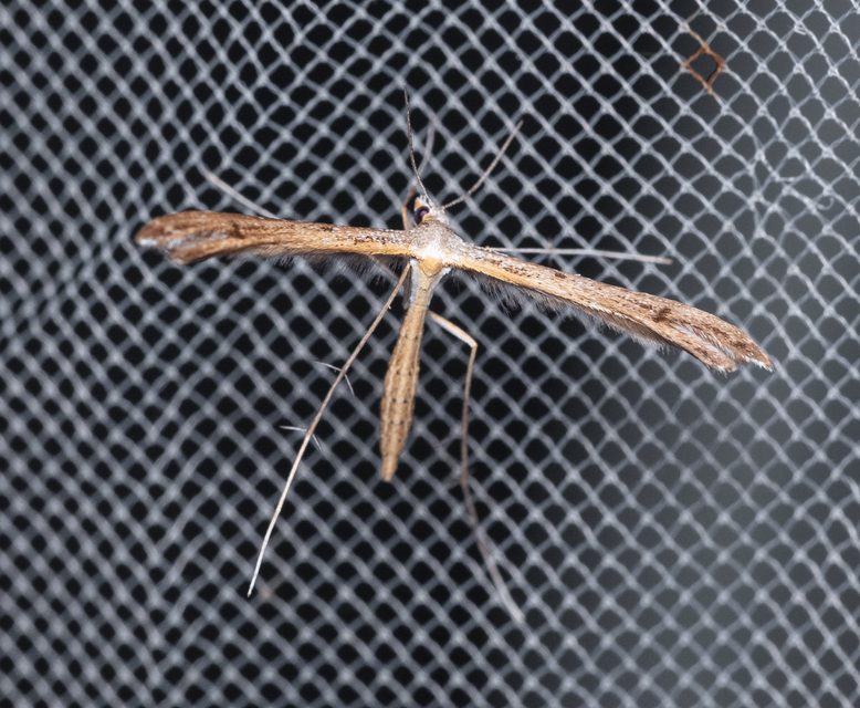 Pterophoridae - tollasmolyfélék