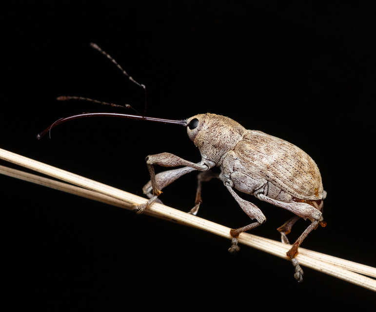 Curculio elephas - gesztenyezsuzsóka
