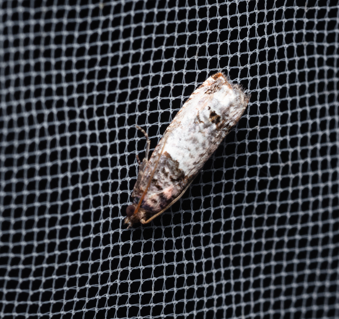 Olethreutinae