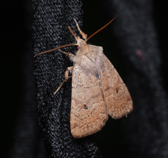 Propenistra laevis - könnyű őszibagoly