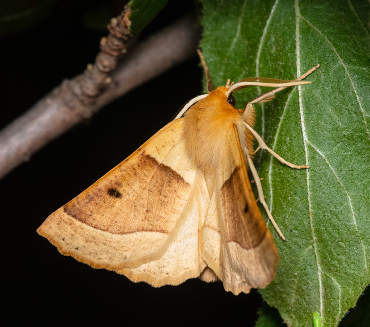 Crocallis elinguaria - sárga sávosaraszoló