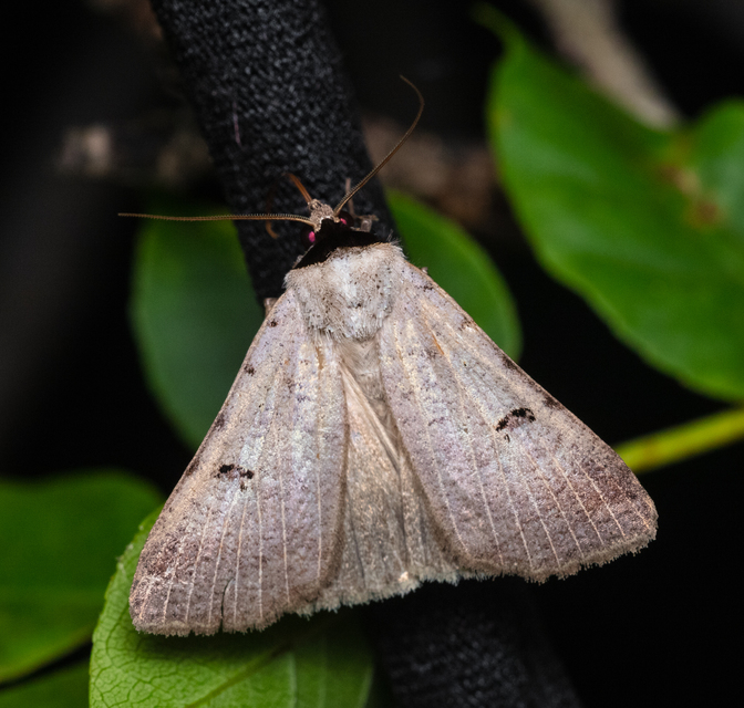 Lygephila craccae - gyakori csüdfűbagoly