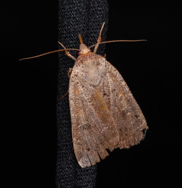 Noctua comes - kis sárgafűbagoly