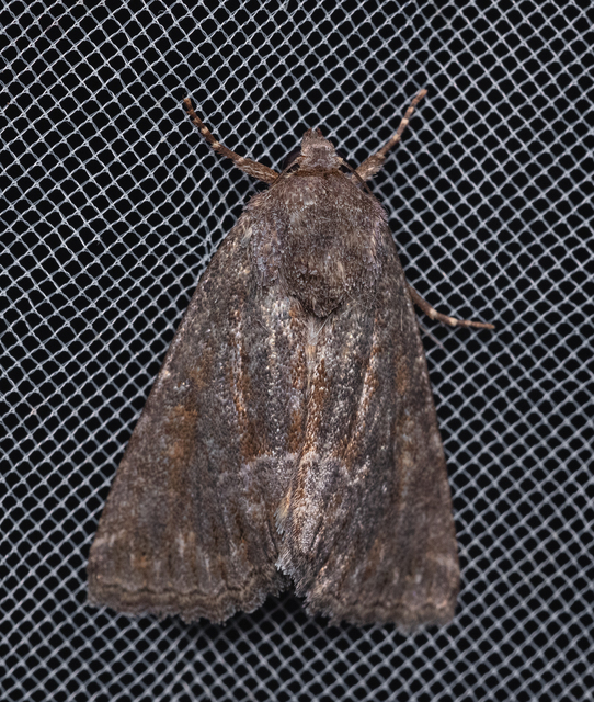 Thalpophila matura - fakó erdeibagoly