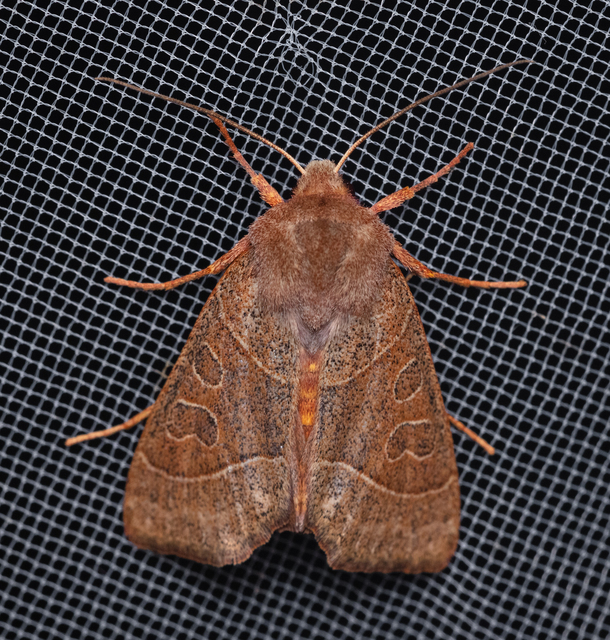 Mesogona acetosellae - madársóskabagoly