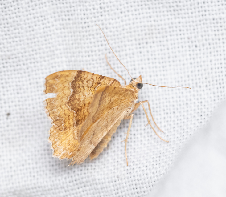 Camptogramma bilineata - kétvonalas sávosaraszoló