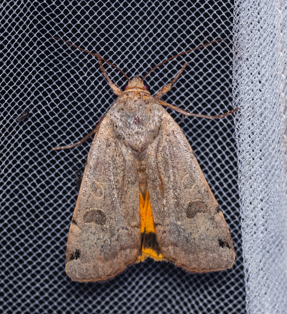 Noctua orbona - foltos sárgafűbagoly