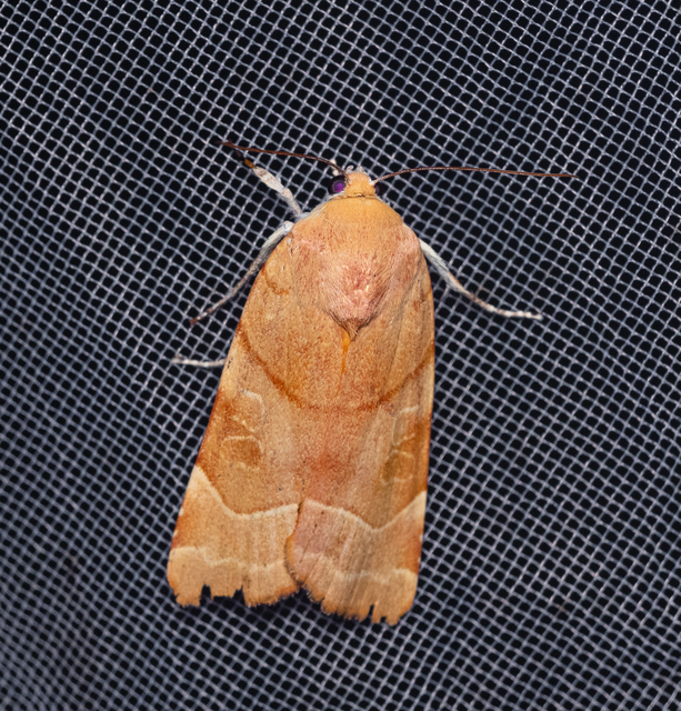 Noctua fimbriata - szélessávú sárgafűbagoly