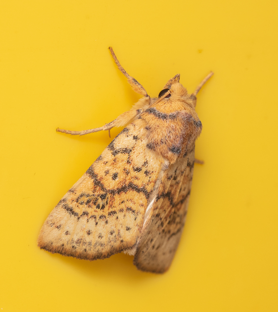 Tiliacea sulphurago - kénes sárgabagoly