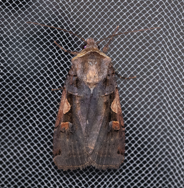 Xestia c-nigrum - c-betűs fűbagoly