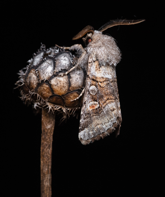 Cleoceris scoriacea - szürke liliombagoly
