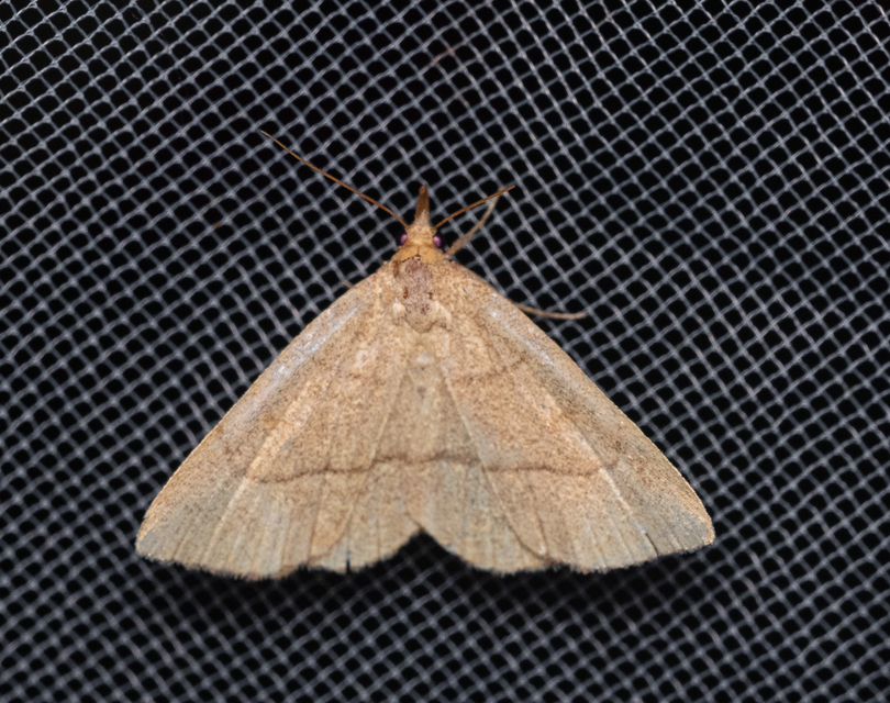 Paracolax tristalis - sárgás karcsúbagoly