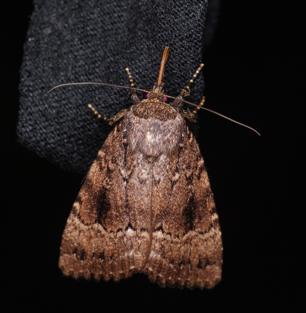 Amphipyra berbera/pyramidea