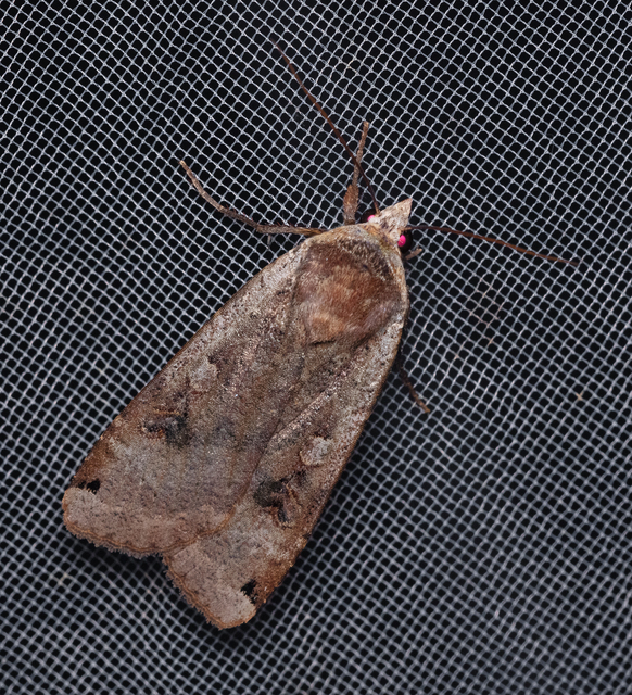 Noctua pronuba - nagy sárgafűbagoly